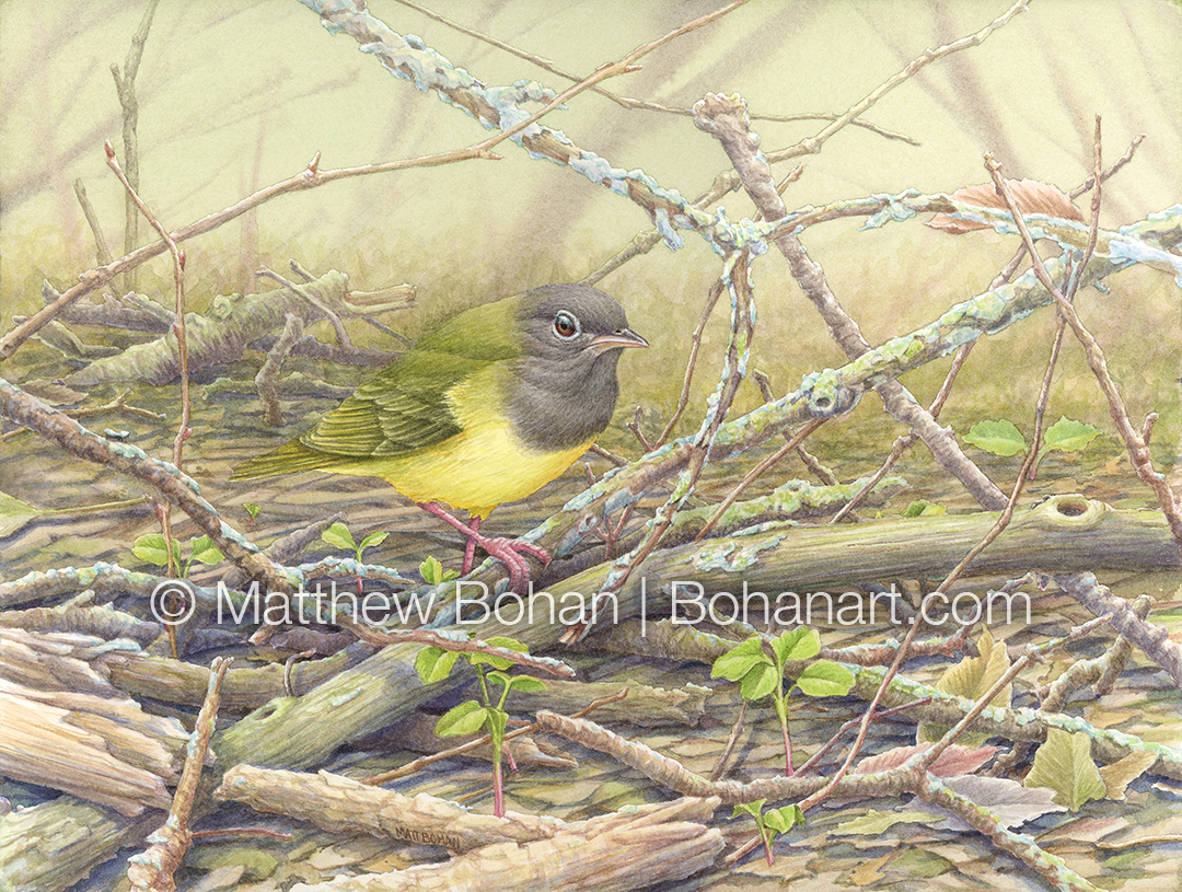 Connecticut Warbler (9x12 inch Transparent Watercolor on Kilimanjaro 140lb CP Paper)