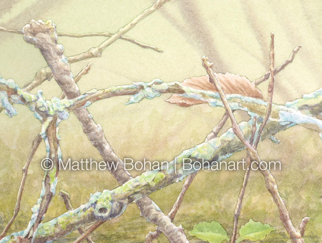 Connecticut Warbler (Detail from 9x12 inch Transparent Watercolor on Kilimanjaro 140lb CP Paper)