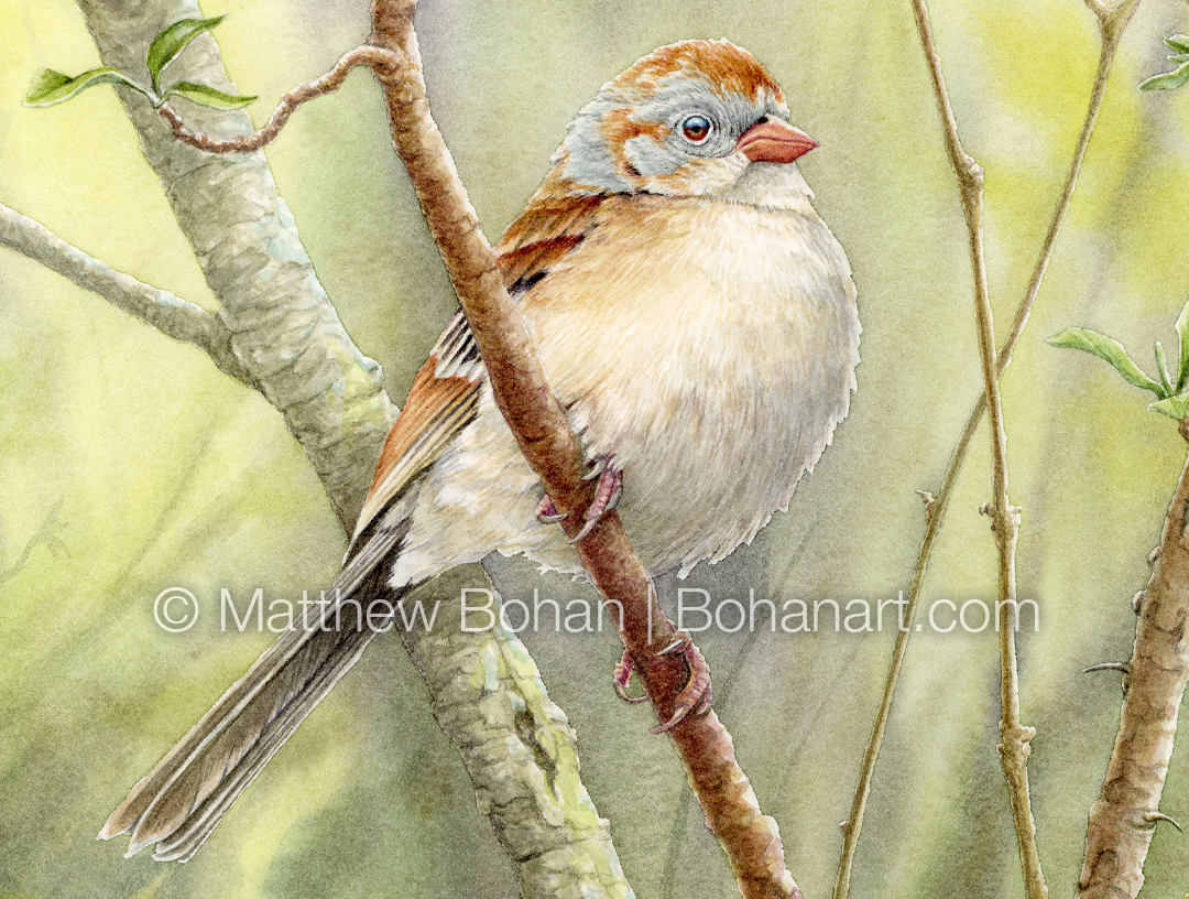 Field Sparrow (detail from 9x12 inch Transparent Watercolor on 140lb CP Kilimanjaro Paper)