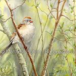 Field Sparrow (detail from 9x12 inch Transparent Watercolor on 140lb CP Kilimanjaro Paper)