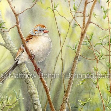 Field Sparrow: Watercolor and Time-lapse Video