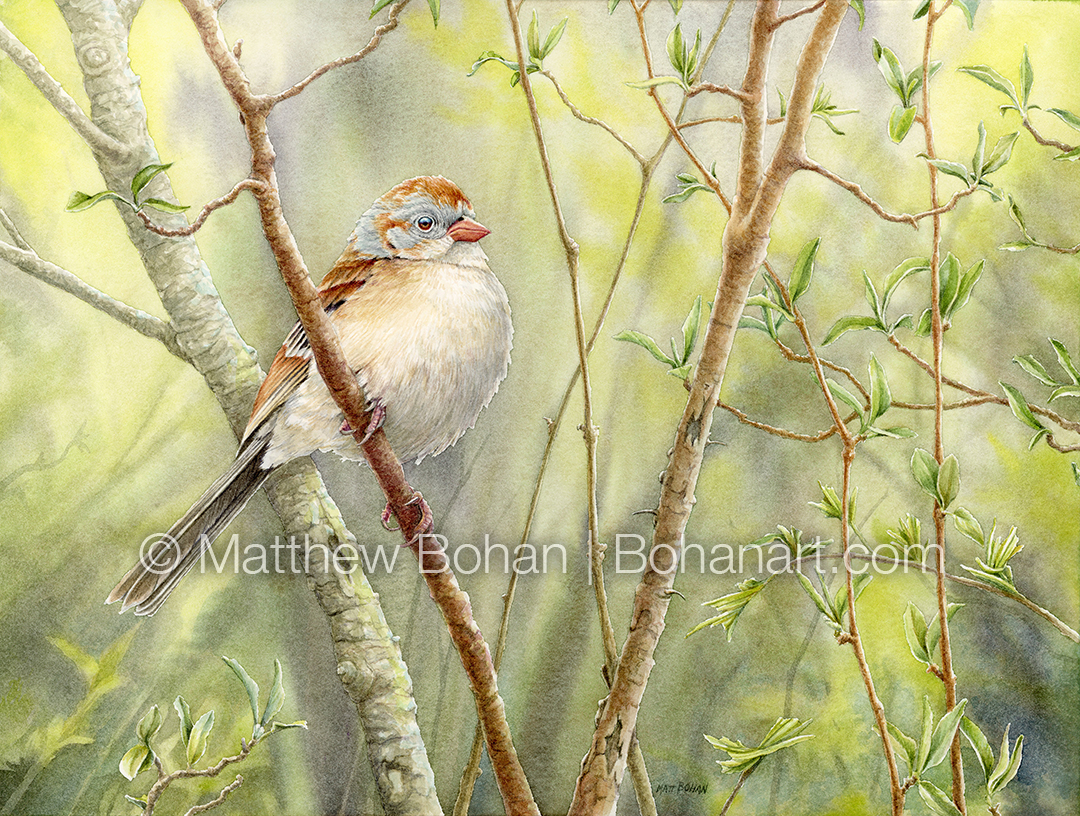 Field Sparrow (detail from 9x12 inch Transparent Watercolor on 140lb CP Kilimanjaro Paper)