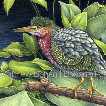 Green Heron: Watercolor and Time-lapse Video