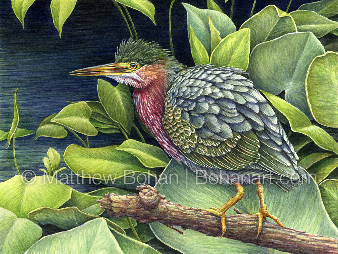 Green Heron (9x12 inch Transparent Watercolor on Kilimanjaro 140lb CP paper)