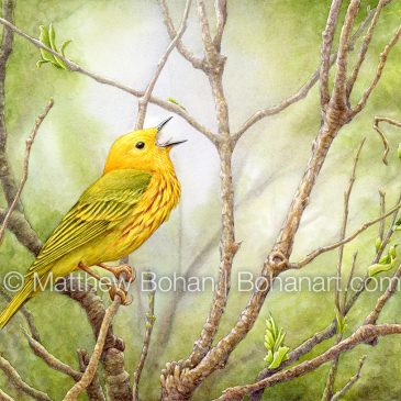 Capturing a Yellow Warbler in Song: Watercolor and Time-lapse Video