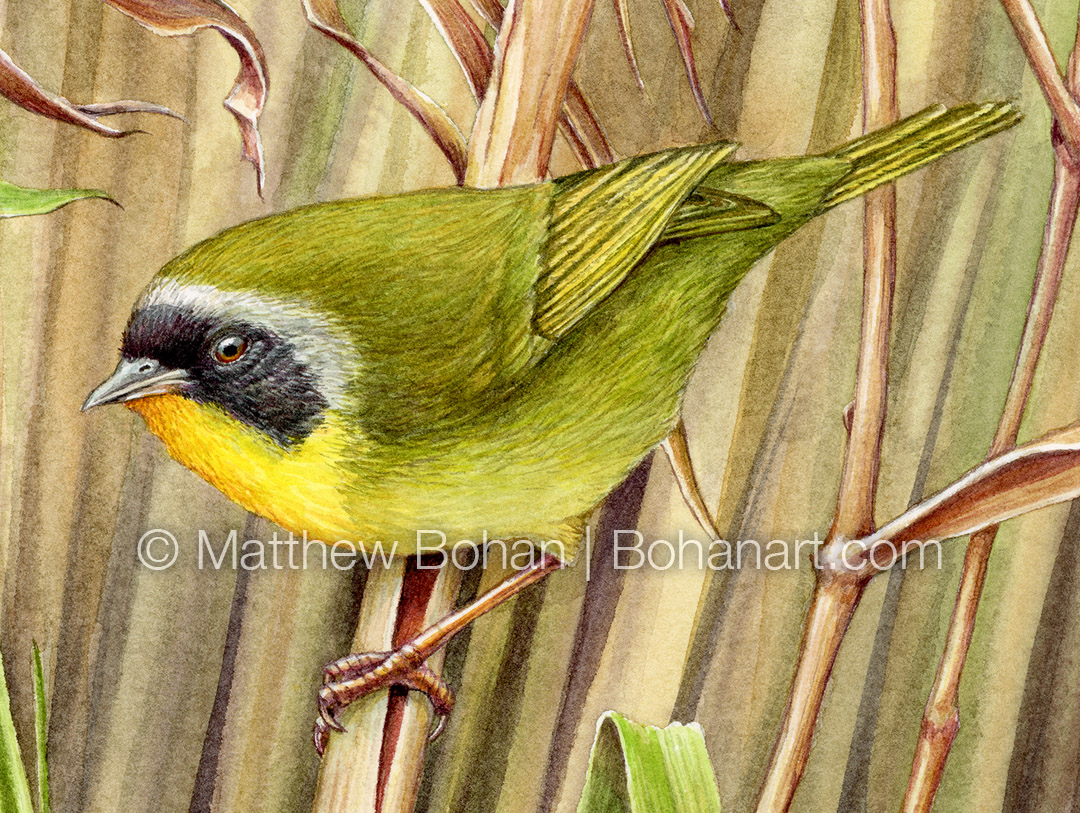 Common Yellowthroat Warbler (Detail from 9x12 inch Transparent Watercolor on Kilimanjaro 140lb CP Paper)
