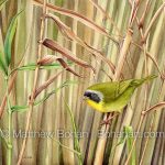 Common Yellowthroat Warbler (9x12 inch Transparent Watercolor on Kilimanjaro 140lb CP Paper)
