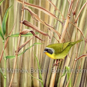 Common Yellowthroat Warbler: Transparent Watercolor and Time-lapse Video