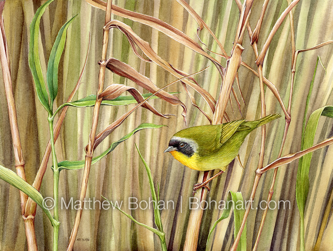 Common Yellowthroat Warbler (9x12 inch Transparent Watercolor on Kilimanjaro 140lb CP Paper)