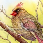 Female Cardinal (detail from 9x12 inch Transparent Watercolor on Kilimanjaro 140lb CP Paper)