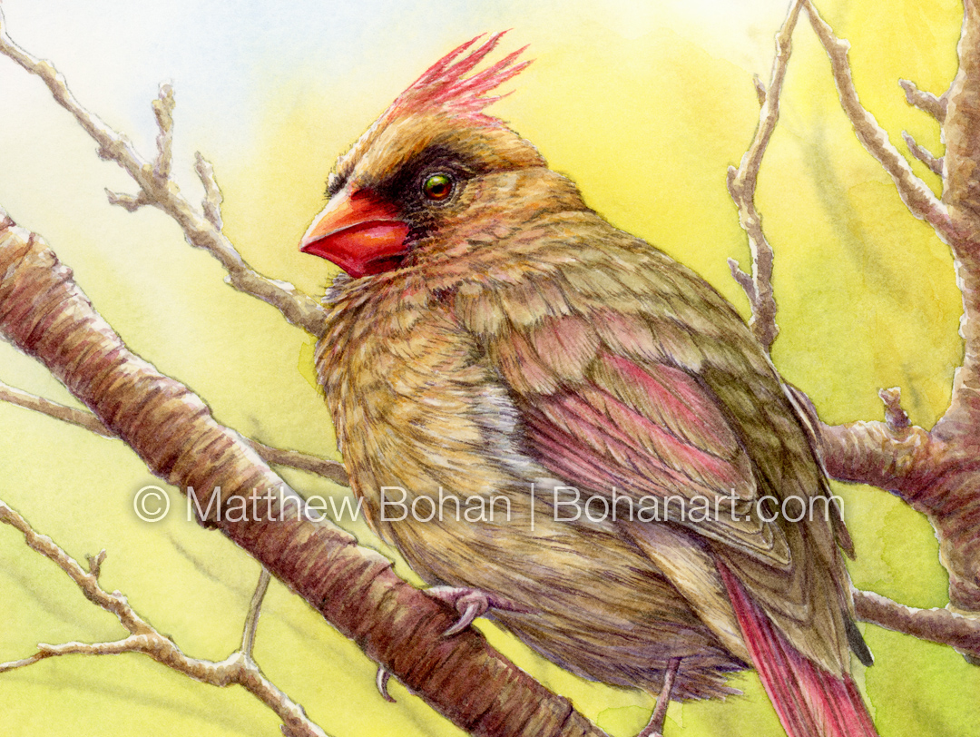 Female Cardinal (detail from 9x12 inch Transparent Watercolor on Kilimanjaro 140lb CP Paper)