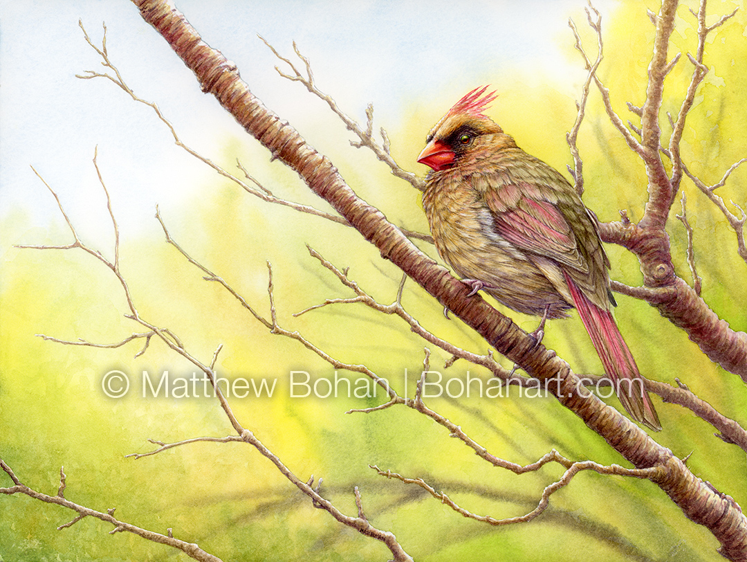 Female Cardinal (9x12 inch Transparent Watercolor on Kilimanjaro 140lb CP Paper)