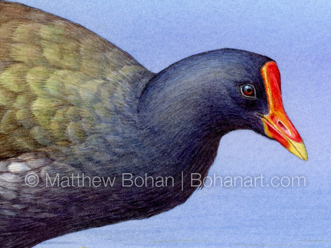 Common Gallinule (Detail from 9x12 inch Transparent Watercolor on Kilimanjaro 140 lb CP Paper)