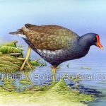 Common Gallinule (9x12 inch Transparent Watercolor on Kilimanjaro 140 lb CP Paper)