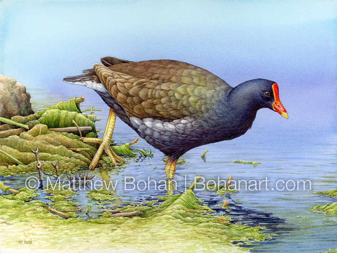 Common Gallinule (9x12 inch Transparent Watercolor on Kilimanjaro 140 lb CP Paper)