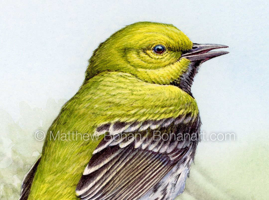 Black-throated Green Warbler (Detail from 9x12 inch Transparent Watercolor on Kilimanjaro 140lb CP Paper)