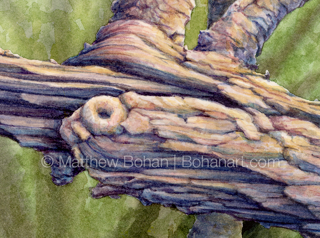 Black-throated Green Warbler (Detail from 9x12 inch Transparent Watercolor on Kilimanjaro 140lb CP Paper)