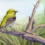 Black-throated Green Warbler (9x12 inch Transparent Watercolor on Kilimanjaro 140lb CP Paper)
