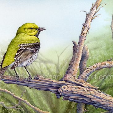 Black-throated Green Warbler Transparent Watercolor and Time-lapse Video