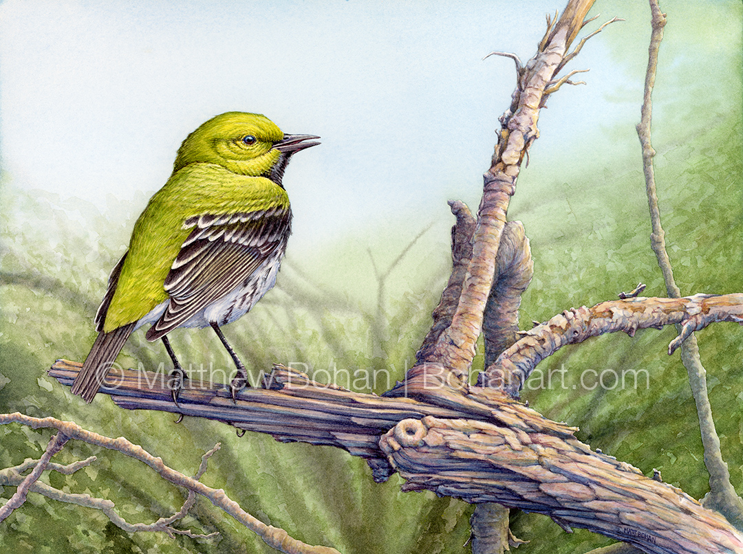 Black-throated Green Warbler (9x12 inch Transparent Watercolor on Kilimanjaro 140lb CP Paper)