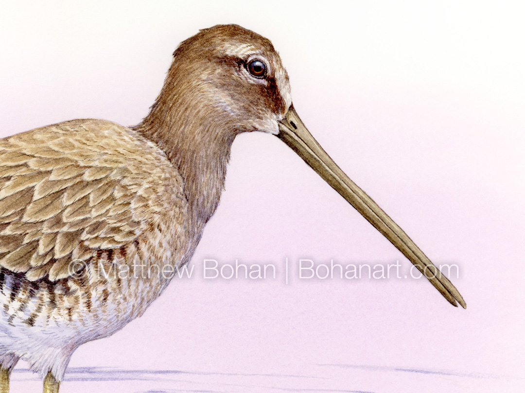 Winter-plumed Long-billed Dowitcher (Detail from 9x12 inch Transparent Watercolor on Kilimanjaro 140lb CP Paper)