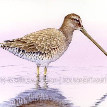 Winter-plumed Long-billed Dowitcher: Transparent Watercolor and Time-lapse Video