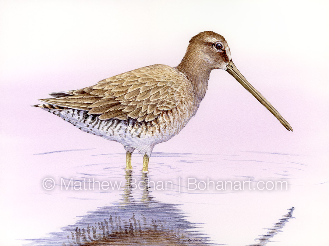 Winter-plumed Long-billed Dowitcher (approximately 9x12 inch Transparent Watercolor on Kilimanjaro 140lb CP Paper)