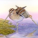 Wilson's Snipe (9x12 inch Transparent Watercolor on Kilimanjaro 140 lb CP Paper)