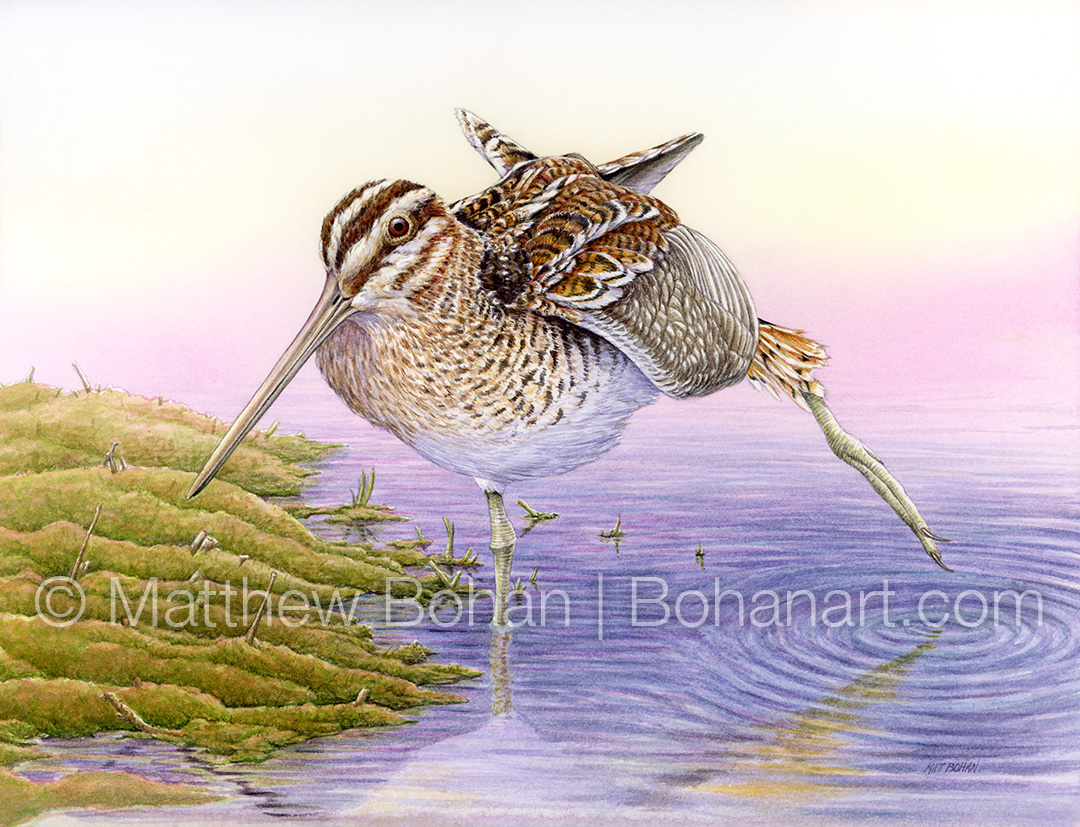 Wilson's Snipe (9x12 inch Transparent Watercolor on Kilimanjaro 140 lb CP Paper)