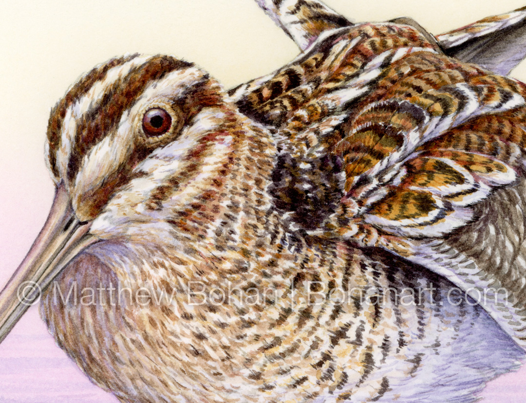 Wilson's Snipe (detail from 9x12 inch Transparent Watercolor on Kilimanjaro 140 lb CP Paper)