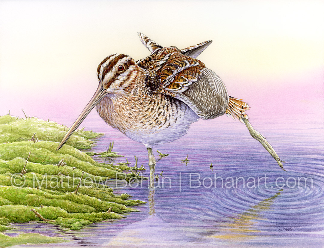 Wilson's Snipe (9x12 inch Transparent Watercolor on Kilimanjaro 140 lb CP Paper)