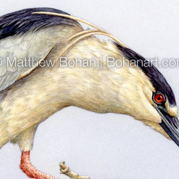 Black-crowned Night Heron: Transparent Watercolor and Time-lapse Video