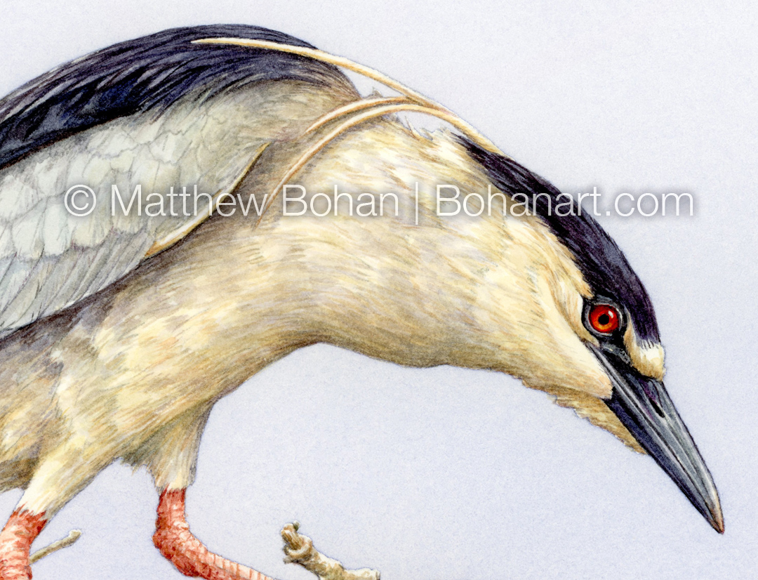 Black-crowned Night Heron (Detail from 9x12 inch Transparent Watercolor on Kilimanjaro 140lb CP Paper)