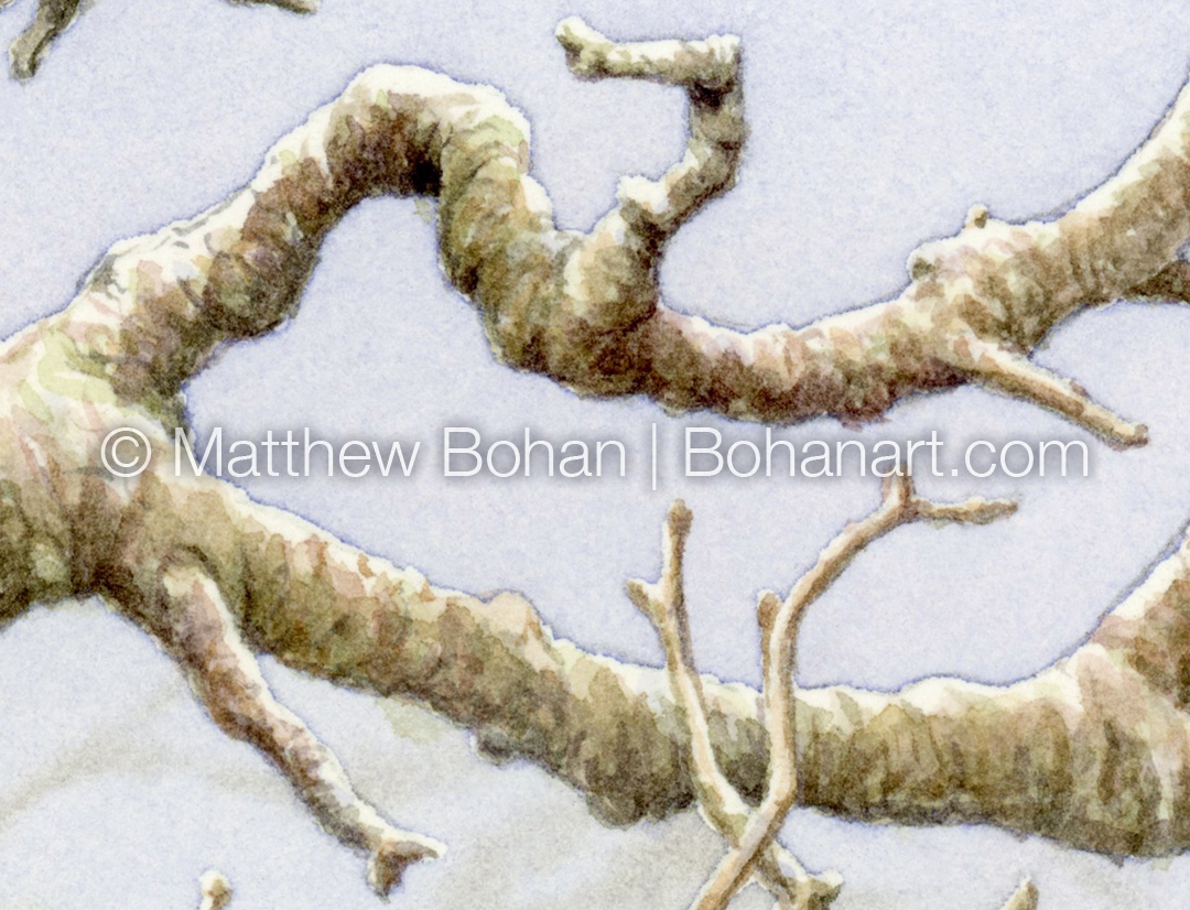 Black-crowned Night Heron (Detail from 9x12 inch Transparent Watercolor on Kilimanjaro 140lb CP Paper)