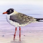 Laughing Gull (Transparent Watercolor on Arches 140lb CP Paper)