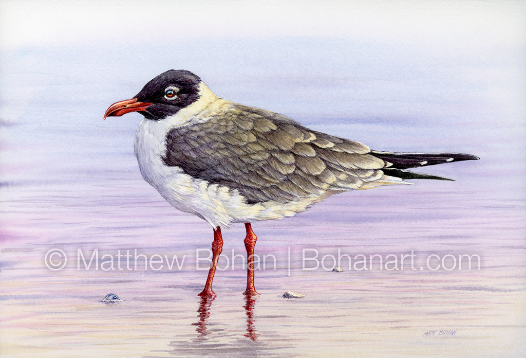 Laughing Gull (Transparent Watercolor on Arches 140lb CP Paper)