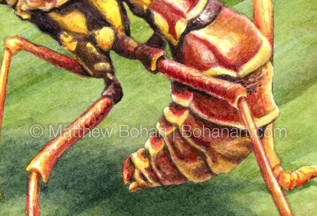 Brown Mantidfly (Detail from 7x10 inch Transparent Watercolor on Arches 140lb HP Paper)