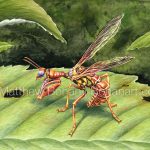 Brown Mantidfly (7x10 inch Transparent Watercolor on Arches 140lb HP Paper)