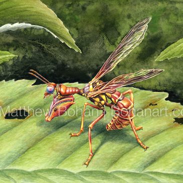 Brown Mantidfly: Transparent Watercolor and Time-lapse Video