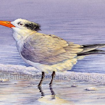 Royal Tern Watercolor Painting on Cold Press Paper