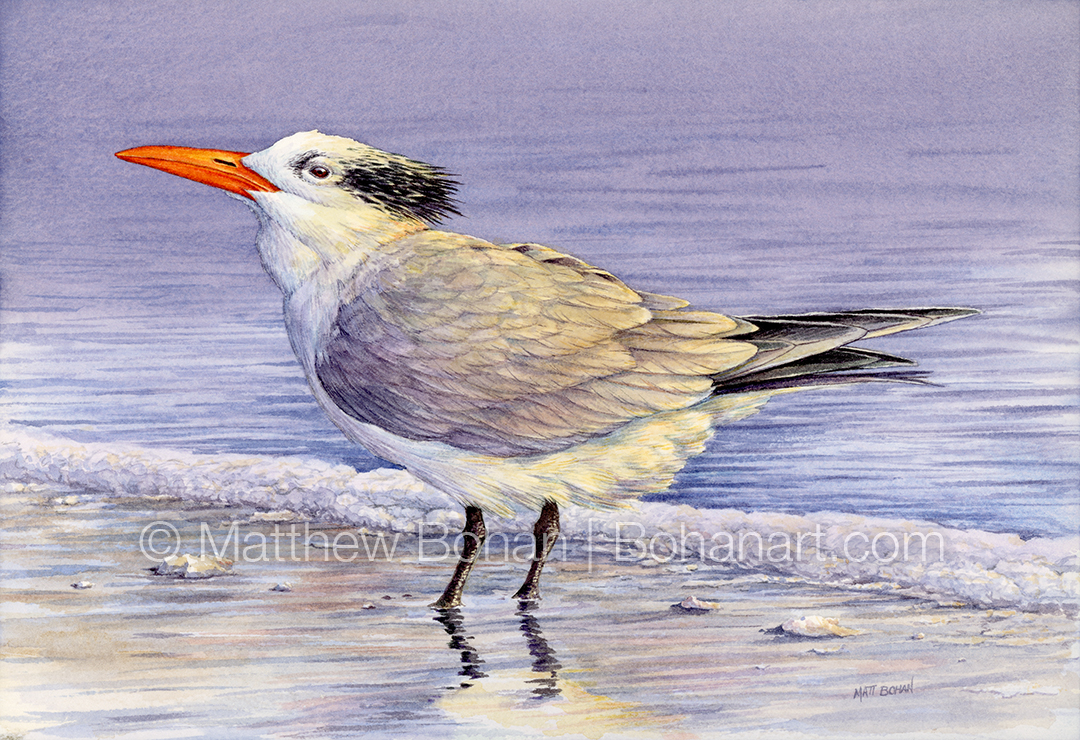 Winter-plumed Royal Tern (Transparent Watercolor on Arches 140lb CP Paper)