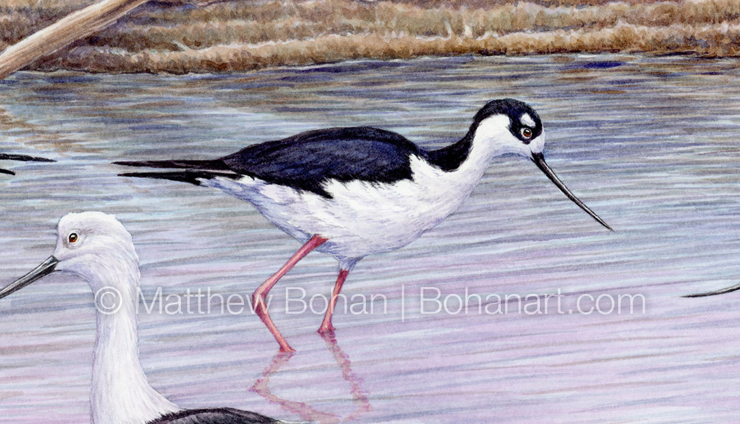 American Avocets and Black-necked Stilts (Detail from 12x18 inch Transparent Watercolor on Arches 140lb HP Paper)