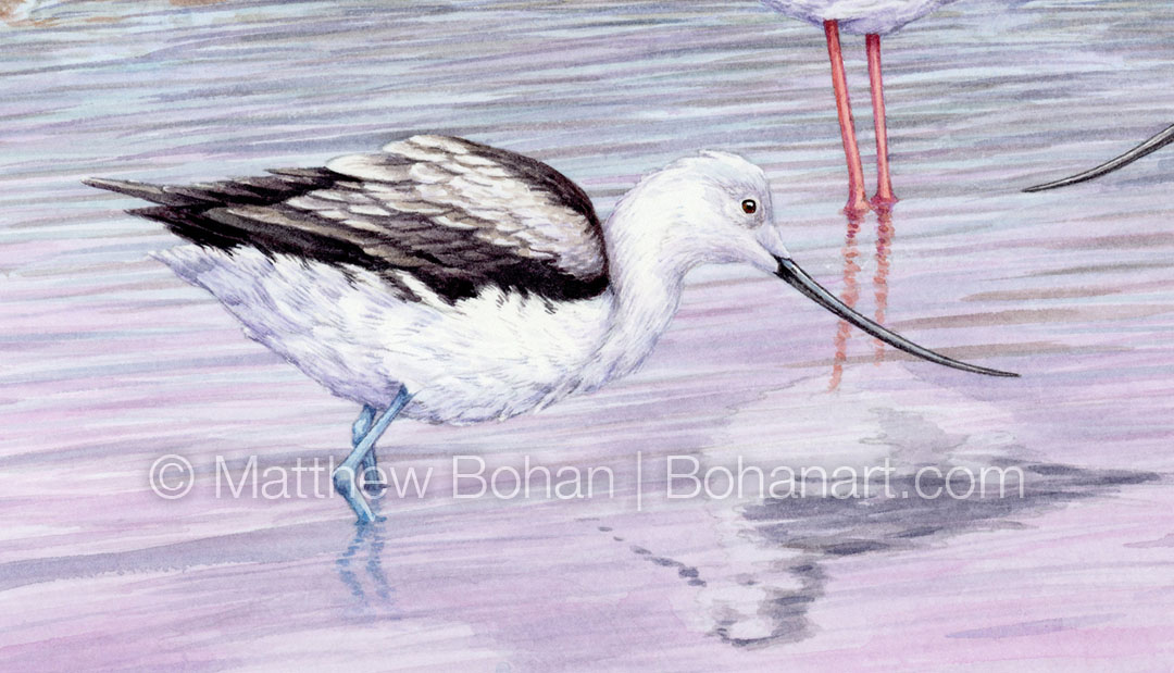 American Avocets and Black-necked Stilts (Detail from 12x18 inch Transparent Watercolor on Arches 140lb HP Paper)