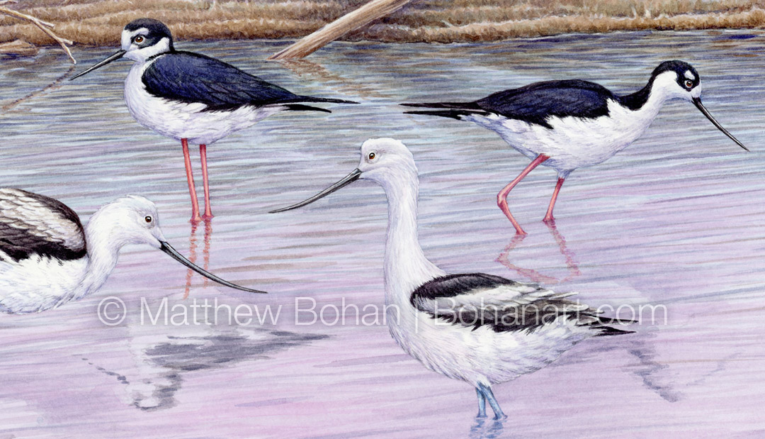 American Avocets and Black-necked Stilts (Detail from 12x18 inch Transparent Watercolor on Arches 140lb HP Paper)