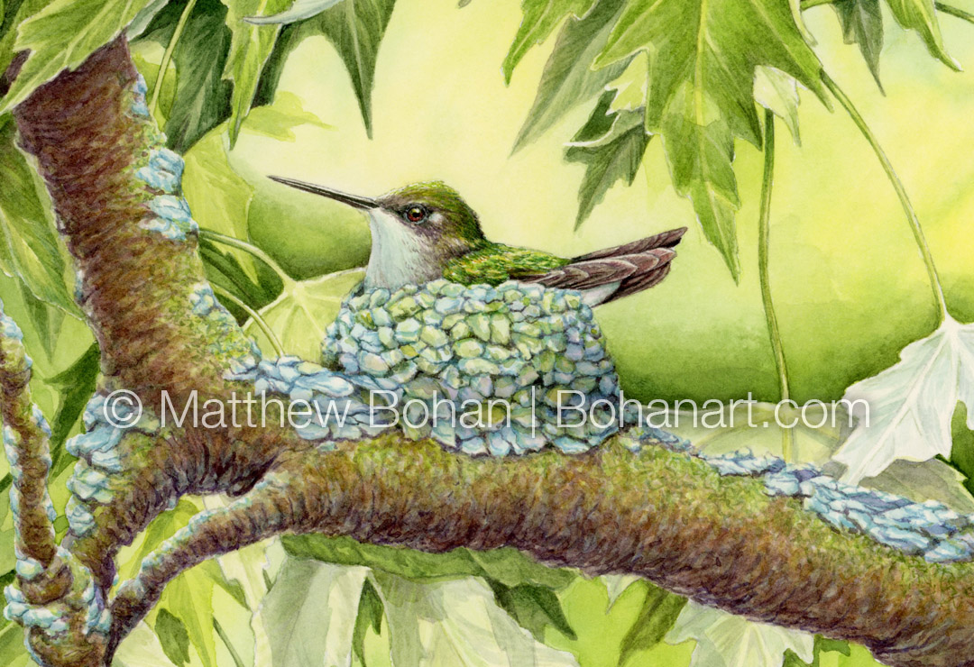Nesting Ruby-throated Hummingbird (Detail from 7x10 inch Transparent Watercolor on Arches 140lb HP Paper)