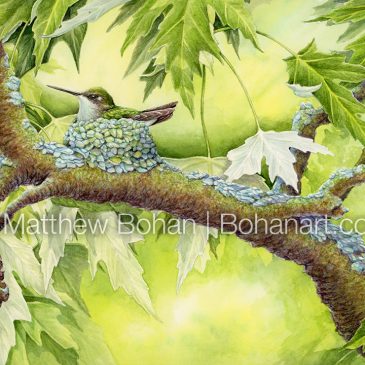 Painting a Nesting Ruby-throated Hummingbird