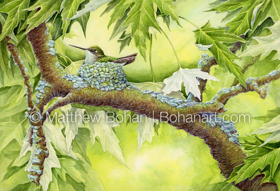 Nesting Ruby-throated Hummingbird (7x10 inch Transparent Watercolor on Arches 140lb HP Paper)