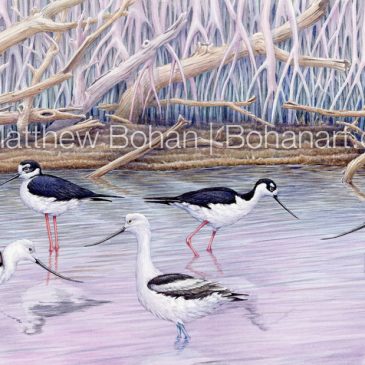 Painting American Avocets and Black-necked Stilts in Watercolor