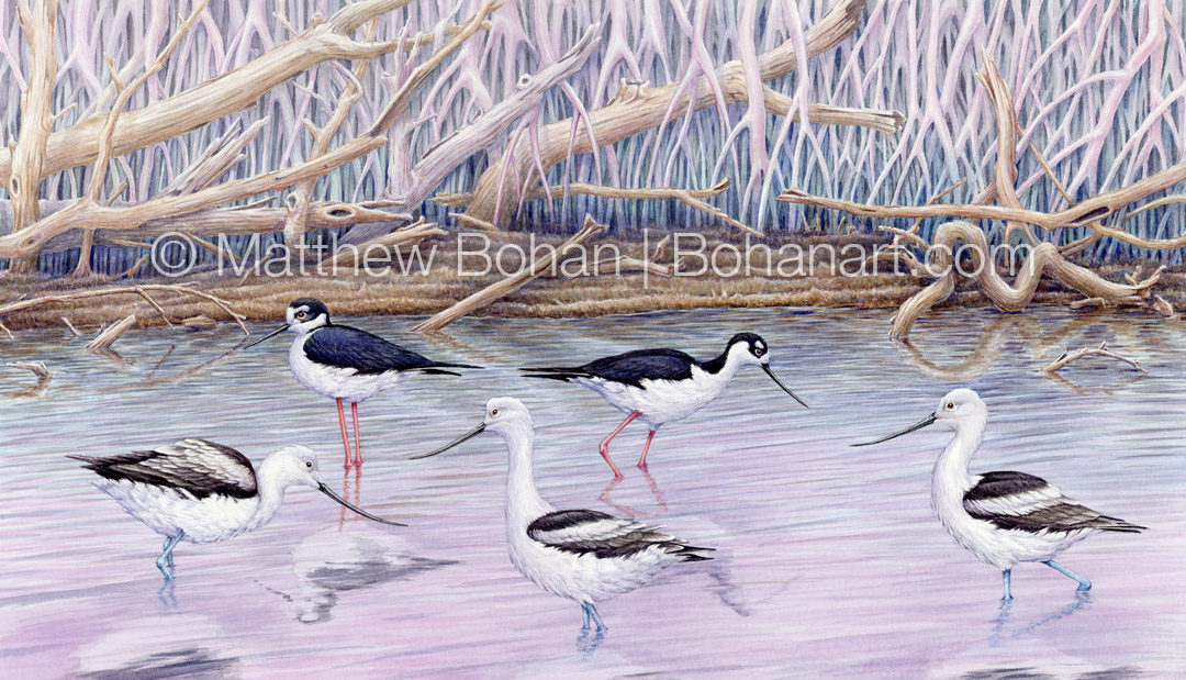 American Avocets and Black-necked Stilts (12x18 inch Transparent Watercolor on Arches 140lb HP Paper)
