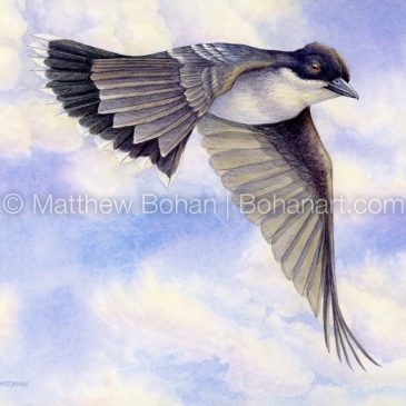 Rendering Clouds and an Eastern Kingbird in Watercolor